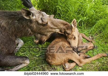 "A mother Moose (Alces alces) and her calf, Alaska" View Large Photo Image Stock Image - "A mother Moose (Alces alces) and her calf, Alaska". Fotosearch