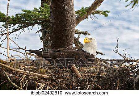 Stock Image - "A nesting American Bald Eagle (Haliaeetus leucocephalus), Prince William Sound, Alaska, United States, North America". Fotosearch