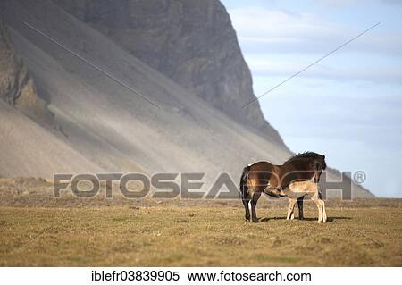 "A newborn foal suckling at the mare, Horn, Hofn i Hornafiroi, Hornafjorour, Iceland, Europe" View Large Photo Image Stock Photography - "A newborn foal suckling at the mare, Horn, Hofn i Hornafiroi, Hornafjorour, Iceland, Europe". Fotosearch