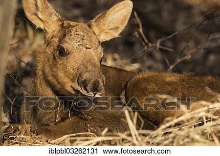 Stock Image - "A newborn Moose calf (Alces americanus), Anchorage, Alaska, United States, North America". Fotosearch