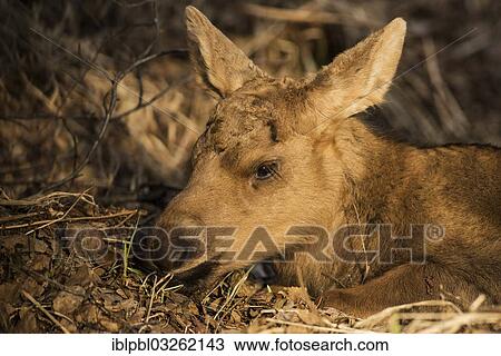 "A newborn Moose calf (Alces americanus), Anchorage, Alaska, United States, North America" View Large Photo Image Stock Image - "A newborn Moose calf (Alces americanus), Anchorage, Alaska, United States, North America". Fotosearch