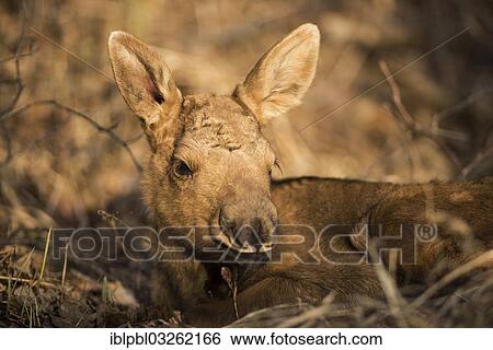"A newborn Moose calf (Alces americanus), Anchorage, Alaska, United States, North America" View Large Photo Image Stock Photograph - "A newborn Moose calf (Alces americanus), Anchorage, Alaska, United States, North America". Fotosearch
