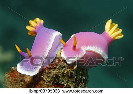 "A pair of Bullocks Hypselodoris (Chromodoris bullockii), UNESCO World Heritage Site, Great Barrier Reef, Australia, Pacific Ocean, Oceania" View Large Photo Image Stock Image - "A pair of Bullocks Hypselodoris (Chromodoris bullockii), UNESCO World Heritage Site, Great Barrier Reef, Australia, Pacific Ocean, Oceania". Fotosearch