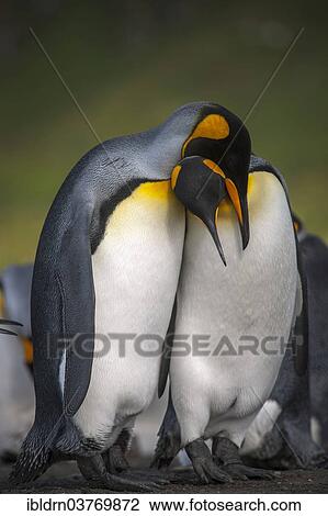 "A pair of King Penguins (Aptenodytes patagonicus), Gold Harbour, South Georgia and the South Sandwich Islands, British overseas territory, Antarctica" View Large Photo Image Stock Image - "A pair of King Penguins (Aptenodytes patagonicus), Gold Harbour, South Georgia and the South Sandwich Islands, British overseas territory, Antarctica". Fotosearch
