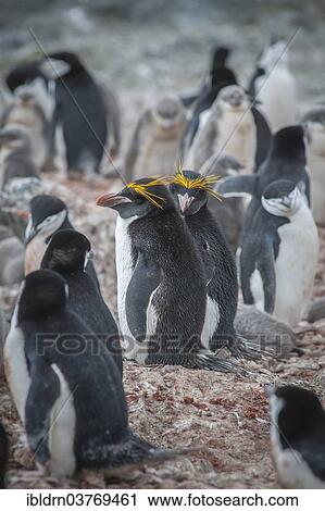 "A pair of Macaroni Penguins (Eudyptes chrysolophus) breeds in a colony of Chinstrap penguins (Pygoscelis antarctica), Hannah Point, Livingston Island, South Shetland Islands, Antarctica" View Large Photo Image Stock Image - "A pair of Macaroni Penguins (Eudyptes chrysolophus) breeds in a colony of Chinstrap penguins (Pygoscelis antarctica), Hannah Point, Livingston Island, South Shetland Islands, Antarctica". Fotosearch