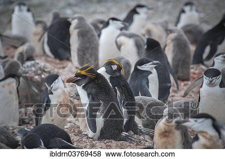 "A pair of Macaroni Penguins (Eudyptes chrysolophus) breeds in a colony of Chinstrap penguins (Pygoscelis antarctica), Hannah Point, Livingston Island, South Shetland Islands, Antarctica" View Large Photo Image Stock Photo - "A pair of Macaroni Penguins (Eudyptes chrysolophus) breeds in a colony of Chinstrap penguins (Pygoscelis antarctica), Hannah Point, Livingston Island, South Shetland Islands, Antarctica". Fotosearch