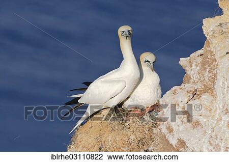 "A pair of Northern Gannets (Morus bassanus) perched on a rock, nesting, Helgoland, Helgoland, Schleswig-Holstein, Germany, Europe" View Large Photo Image Stock Image - "A pair of Northern Gannets (Morus bassanus) perched on a rock, nesting, Helgoland, Helgoland, Schleswig-Holstein, Germany, Europe". Fotosearch