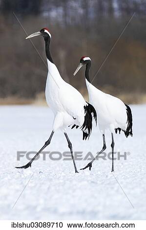 "A pair of Red-crowned Cranes, Japanese Cranes or Manchurian Cranes (Grus Japonensis) walking in unison during courtship, Kushiro-Shitsugen-Nationalpark, Kushiro, Hokkaido, Japan, Asia" View Large Photo Image Stock Image - "A pair of Red-crowned Cranes, Japanese Cranes or Manchurian Cranes (Grus Japonensis) walking in unison during courtship, Kushiro-Shitsugen-Nationalpark, Kushiro, Hokkaido, Japan, Asia". Fotosearch