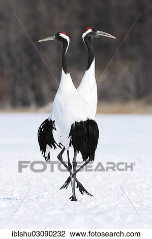 Stock Image - "A pair of Red-crowned Cranes, Japanese Cranes or Manchurian Cranes (Grus Japonensis) performing a mating dance, Kushiro-Shitsugen-Nationalpark, Kushiro, Hokkaido, Japan, Asia". Fotosearch