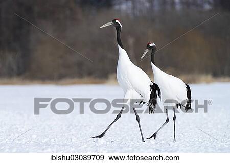 "A pair of Red-crowned Cranes, Japanese Cranes or Manchurian Cranes (Grus Japonensis) walking in unison during courtship, Kushiro-Shitsugen-Nationalpark, Kushiro, Hokkaido, Japan, Asia" View Large Photo Image Stock Photo - "A pair of Red-crowned Cranes, Japanese Cranes or Manchurian Cranes (Grus Japonensis) walking in unison during courtship, Kushiro-Shitsugen-Nationalpark, Kushiro, Hokkaido, Japan, Asia". Fotosearch