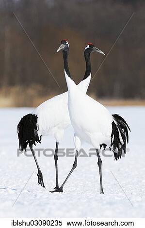 Stock Photography - "A pair of Red-crowned Cranes, Japanese Cranes or Manchurian Cranes (Grus Japonensis) performing a mating dance, Kushiro-Shitsugen-Nationalpark, Kushiro, Hokkaido, Japan, Asia". Fotosearch
