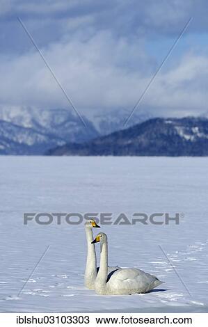 "A pair of whooper swans (Cygnus cygnus), perched on a frozen lake, Kussharo Lake, Kawayu Onsen, Hokkaido, Japan, Asia" View Large Photo Image Stock Image - "A pair of whooper swans (Cygnus cygnus), perched on a frozen lake, Kussharo Lake, Kawayu Onsen, Hokkaido, Japan, Asia". Fotosearch