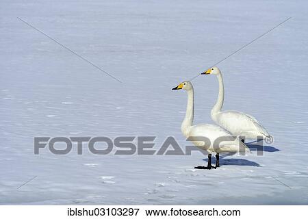 "A pair of whooper swans (Cygnus cygnus) standing on a frozen lake, Kussharo Lake, Kawayu Onsen, Hokkaido, Japan, Asia" View Large Photo Image Stock Photo - "A pair of whooper swans (Cygnus cygnus) standing on a frozen lake, Kussharo Lake, Kawayu Onsen, Hokkaido, Japan, Asia". Fotosearch