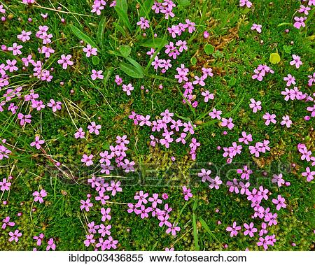 "A patch of Cushion Pink or Moss Campion (Silene acaulis), Tyrol, Austria, Europe" View Large Photo Image Stock Photography - "A patch of Cushion Pink or Moss Campion (Silene acaulis), Tyrol, Austria, Europe". Fotosearch