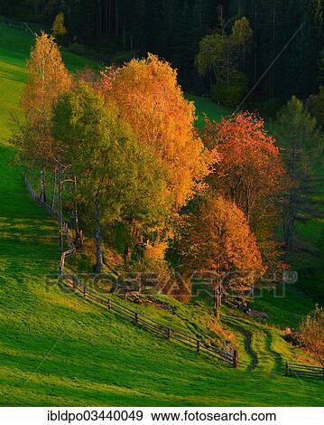 "A patch of trees in autumn, near Kindberg, Styria, Austria, Europe" View Large Photo Image Stock Photo - "A patch of trees in autumn, near Kindberg, Styria, Austria, Europe". Fotosearch