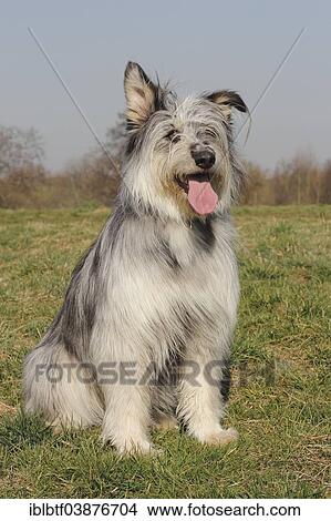 "A Picard-mix is sitting on the grass, panting" View Large Photo Image Picture - "A Picard-mix is sitting on the grass, panting". Fotosearch