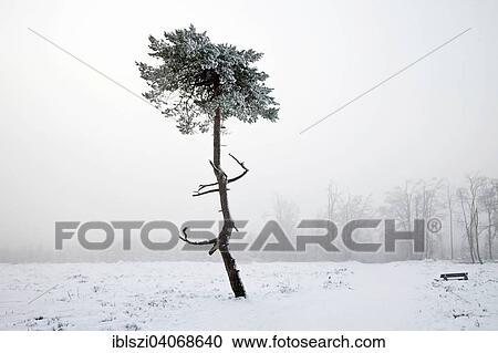 "A pine tree in the fog, Kahler Asten, Winterberg, Sauerland, North Rhine-Westphalia, Germany, Europe" View Large Photo Image Stock Image - "A pine tree in the fog, Kahler Asten, Winterberg, Sauerland, North Rhine-Westphalia, Germany, Europe". Fotosearch