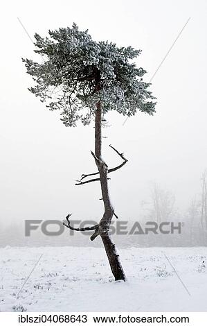 "A pine tree in the fog, Kahler Asten, Winterberg, Sauerland, North Rhine-Westphalia, Germany, Europe" View Large Photo Image Stock Image - "A pine tree in the fog, Kahler Asten, Winterberg, Sauerland, North Rhine-Westphalia, Germany, Europe". Fotosearch