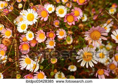 Stock Photography - "A pink and white wild variant of the Daisy family (Asteraceae), Madeira, Portugal, Europe". Fotosearch