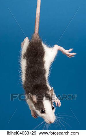 A Rat (Rattus) is held by its tail View Large Photo Image Stock Photo - A Rat (Rattus) is held by its tail. Fotosearch