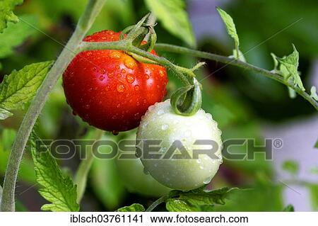 "A red and a green tomato growing on the vine, with dew drops, Munich, Upper Bavaria, Bavaria, Germany, Europe" View Large Photo Image Stock Image - "A red and a green tomato growing on the vine, with dew drops, Munich, Upper Bavaria, Bavaria, Germany, Europe". Fotosearch