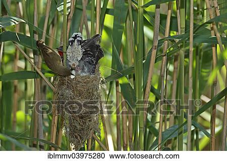 "A Reed Warbler (Acrocephalus scirpaceus) takes excrement off a Cuckoo (Cuculus canorus), young bird, host bird to the Cuckoo, Kuhnauer See Lake, Dessau-Rosslau, Saxony-Anhalt, Germany, Europe" View Large Photo Image Stock Image - "A Reed Warbler (Acrocephalus scirpaceus) takes excrement off a Cuckoo (Cuculus canorus), young bird, host bird to the Cuckoo, Kuhnauer See Lake, Dessau-Rosslau, Saxony-Anhalt, Germany, Europe". Fotosearch
