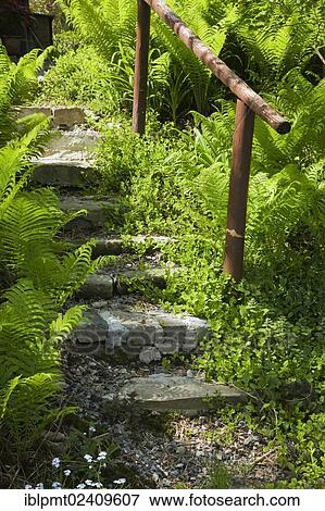 "A set of steps between a patch of ferns in a landscaped residential backyard garden in spring, Quebec, Canada - This image is property released for book, calendar, magazine, newspaper and editorial use only. " View Large Photo Image Stock Photo - "A set of steps between a patch of ferns in a landscaped residential backyard garden in spring, Quebec, Canada - This image is property released for book, calendar, magazine, newspaper and editorial use only. ". Fotosearch