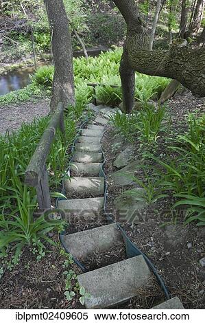 "A set of steps designed with concrete paving slabs leads down to a patch of ferns in a landscaped backyard garden in spring, Quebec, Canada - This image is property released for book, calendar, magazine, newspaper and editorial use only. " View Large Photo Image Stock Photography - "A set of steps designed with concrete paving slabs leads down to a patch of ferns in a landscaped backyard garden in spring, Quebec, Canada - This image is property released for book, calendar, magazine, newspaper and editorial use only. ". Fotosearch
