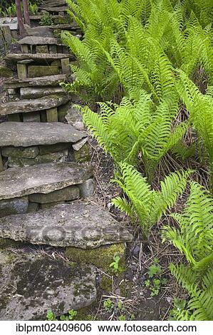 "A set of steps designed with natural stones is bordered by a patch of ferns in a landscaped residential backyard garden in spring, Quebec, Canada - This image is property released for book, calendar, magazine, newspaper and editorial use only. " View Large Photo Image Stock Photograph - "A set of steps designed with natural stones is bordered by a patch of ferns in a landscaped residential backyard garden in spring, Quebec, Canada - This image is property released for book, calendar, magazine, newspaper and editorial use only. ". Fotosearch