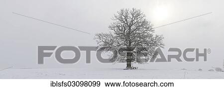 "A several hundred year-old oak tree (Quercus sp. ), solitary tree, growing in the open countryside, in winter fog, Leun, Lahntal, Lahn-Dill, Hesse, Germany, Europe" View Large Photo Image Stock Photo - "A several hundred year-old oak tree (Quercus sp. ), solitary tree, growing in the open countryside, in winter fog, Leun, Lahntal, Lahn-Dill, Hesse, Germany, Europe". Fotosearch