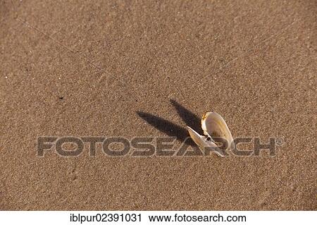 "A shell lying in the sand, Koserow, Usedom Island, Mecklenburg-Western Pomerania, Germany, Europe" View Large Photo Image Stock Image - "A shell lying in the sand, Koserow, Usedom Island, Mecklenburg-Western Pomerania, Germany, Europe". Fotosearch