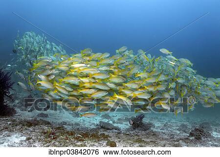 "A shoal of Bigeye snappers (Lutjanus lutjanus), Dimaniyat Islands nature reserve, Al Batinah region, Oman, Asia" View Large Photo Image Stock Photograph - "A shoal of Bigeye snappers (Lutjanus lutjanus), Dimaniyat Islands nature reserve, Al Batinah region, Oman, Asia". Fotosearch