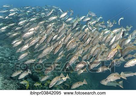 "A shoal of Blackspot snappers (Lutjanus ehrenbergii) Dimaniyat Islands nature reserve, Al Batinah region, Oman, Asia" View Large Photo Image Stock Photography - "A shoal of Blackspot snappers (Lutjanus ehrenbergii) Dimaniyat Islands nature reserve, Al Batinah region, Oman, Asia". Fotosearch
