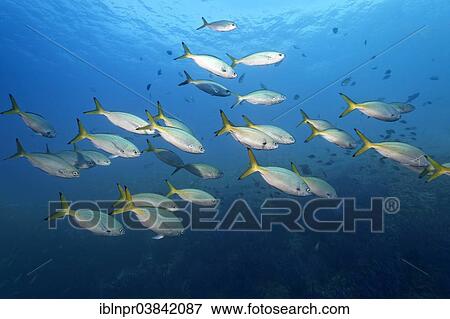 "A shoal of Fusiliers (Caesio sp. ), Dimaniyat Islands nature reserve, Al Batinah region, Oman, Asia" View Large Photo Image Stock Photo - "A shoal of Fusiliers (Caesio sp. ), Dimaniyat Islands nature reserve, Al Batinah region, Oman, Asia". Fotosearch