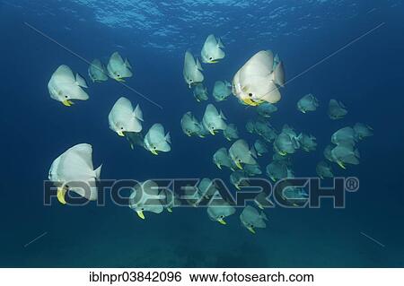 "A shoal of Teira Batfish (Platax teira), Dimaniyat Islands nature reserve, Al Batinah region, Oman, Asia" View Large Photo Image Stock Photograph - "A shoal of Teira Batfish (Platax teira), Dimaniyat Islands nature reserve, Al Batinah region, Oman, Asia". Fotosearch