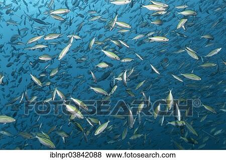 "A shoal of Variable-Lined Fusilier (Caesio varilineata), Dimaniyat Islands nature reserve, Al Batinah region, Oman, Asia" View Large Photo Image Stock Photo - "A shoal of Variable-Lined Fusilier (Caesio varilineata), Dimaniyat Islands nature reserve, Al Batinah region, Oman, Asia". Fotosearch