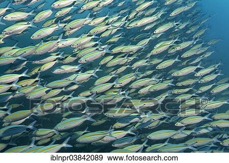 "A shoal of Variable-Lined Fusilier (Caesio varilineata), Dimaniyat Islands nature reserve, Al Batinah region, Oman, Asia" View Large Photo Image Stock Photo - "A shoal of Variable-Lined Fusilier (Caesio varilineata), Dimaniyat Islands nature reserve, Al Batinah region, Oman, Asia". Fotosearch