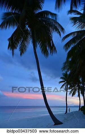 "A single person under palm trees on the beach at dusk, Ari Atoll, Maldives, Asia" View Large Photo Image Stock Image - "A single person under palm trees on the beach at dusk, Ari Atoll, Maldives, Asia". Fotosearch