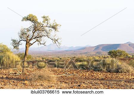 "A single tree standing in a dry, open landscape in Kunene Region, Namibia, Africa" View Large Photo Image Stock Photography - "A single tree standing in a dry, open landscape in Kunene Region, Namibia, Africa". Fotosearch