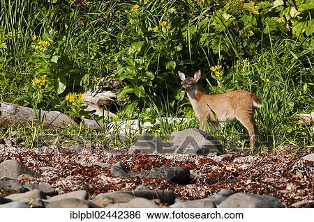 Stock Photograph - "A Sitka deer or Sitka black-tailed deer (Odocoileus hemionus sitkensis) fawn, Alaska". Fotosearch