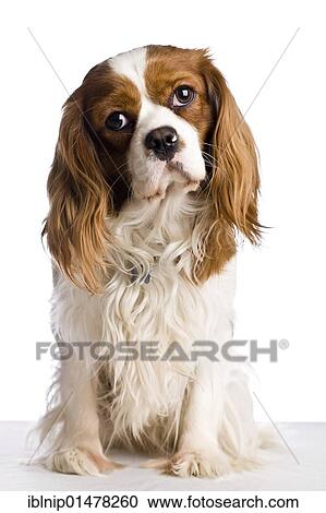 A sitting Cavalier King Charles Spaniel dog View Large Photo Image Stock Image - A sitting Cavalier King Charles Spaniel dog. Fotosearch