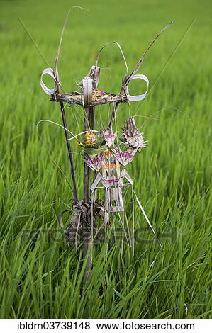 "A small handmade shrine for offerings in a rice paddy, Ubud, Bali, Indonesia, Asia" View Large Photo Image Stock Photo - "A small handmade shrine for offerings in a rice paddy, Ubud, Bali, Indonesia, Asia". Fotosearch