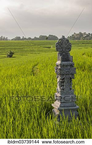 "A small shrine for offerings in a rice paddy, Ubud, Bali, Indonesia, Asia" View Large Photo Image Picture - "A small shrine for offerings in a rice paddy, Ubud, Bali, Indonesia, Asia". Fotosearch