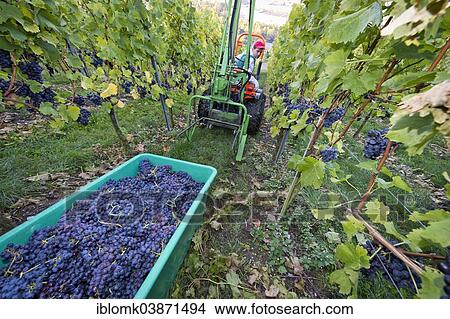 "A small tractor is taking harvested grapes out of a vineyard, Stuttgart, Baden-Wurttemberg, Germany, Europe" View Large Photo Image Picture - "A small tractor is taking harvested grapes out of a vineyard, Stuttgart, Baden-Wurttemberg, Germany, Europe". Fotosearch