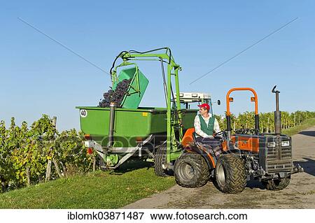 Stock Photo - "A small tractor is taking harvested grapes out of a vineyard, Stuttgart, Baden-Wurttemberg, Germany, Europe". Fotosearch