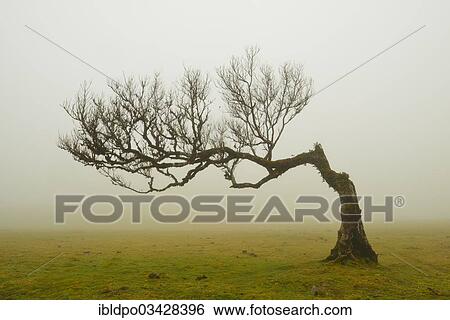 "A solitary wind-bent laurel tree in misty weather, Madeira, Portugal, Europe" View Large Photo Image Stock Photograph - "A solitary wind-bent laurel tree in misty weather, Madeira, Portugal, Europe". Fotosearch