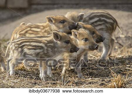 "A sounder of Wild Boar piglets (Sus scrofa) standing on straw, at Kloevensteen game reserve, Rissen, Hamburg, Hamburg, Germany, Europe" View Large Photo Image Stock Photo - "A sounder of Wild Boar piglets (Sus scrofa) standing on straw, at Kloevensteen game reserve, Rissen, Hamburg, Hamburg, Germany, Europe". Fotosearch