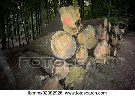 "A stack of cut down trees marked with red paint, Hesse, Germany, Europe" View Large Photo Image Stock Photograph - "A stack of cut down trees marked with red paint, Hesse, Germany, Europe". Fotosearch