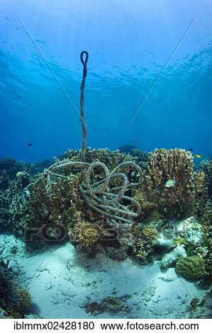 "A torn anchor rope at a coral reef, Philippines, Asia" View Large Photo Image Stock Image - "A torn anchor rope at a coral reef, Philippines, Asia". Fotosearch