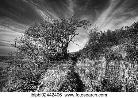 "A trail in Kincaid Park, Alaska" View Large Photo Image Stock Photograph - "A trail in Kincaid Park, Alaska". Fotosearch